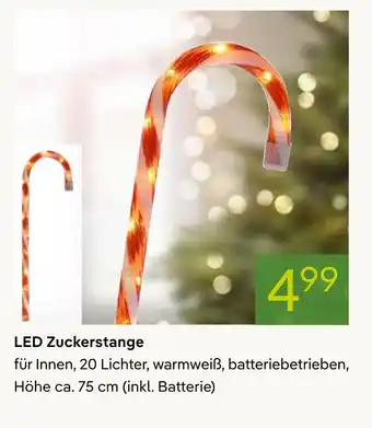 Pflanzen Kölle Led zuckerstange Angebot