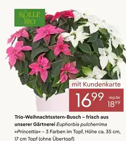 Pflanzen Kölle Kölle bio trio-weihnachtsstern-busch Angebot