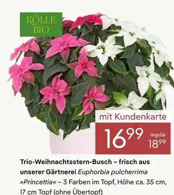 Pflanzen Kölle Kölle bio trio-weihnachtsstern-busch Angebot