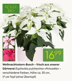 Pflanzen Kölle Kölle bio weihnachtsstern-busch Angebot
