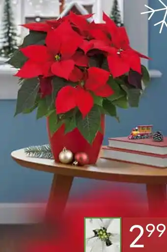 Pflanzen Kölle Weihnachtsstern – frisch aus unserer gärtnerei Angebot