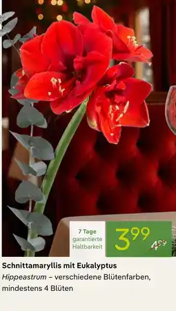 Pflanzen Kölle Schnittamaryllis mit eukalyptus Angebot