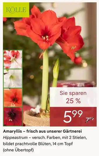 Pflanzen Kölle Kölle amaryllis Angebot