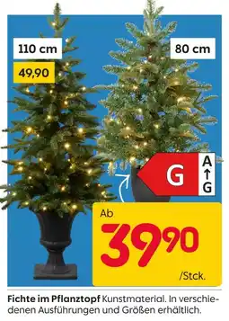 Rusta Fichte im pflanztopf Angebot