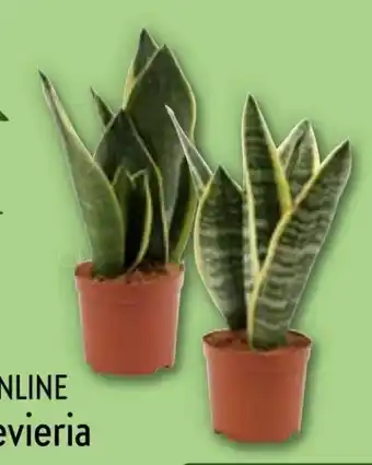 Aldi Nord Sansevieria Angebot