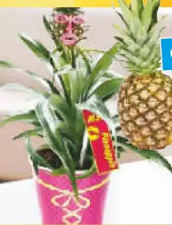 Netto Marken-Discount Zier-Ananas Angebot