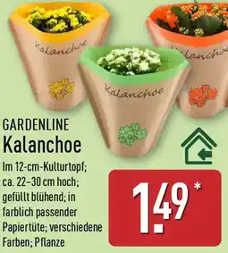 Aldi Nord GARDENLINE Kalanchoe Angebot