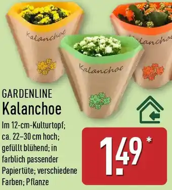 Aldi Nord GARDENLINE Kalanchoe Angebot