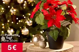 Woolworth Poinsetta im Topf Angebot