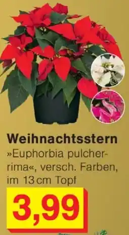 Wiglo Wunderland Weihnachtsstern Angebot