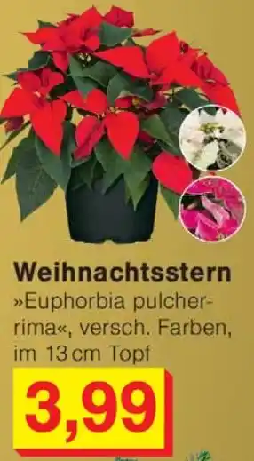 Wiglo Wunderland Weihnachtsstern Angebot