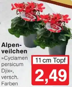 Wiglo Wunderland Alpenveilchen Angebot