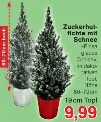 Wiglo Wunderland Zuckerhutfichte mit Schnee Angebot