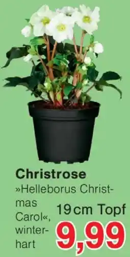 Wiglo Wunderland Christrose Angebot