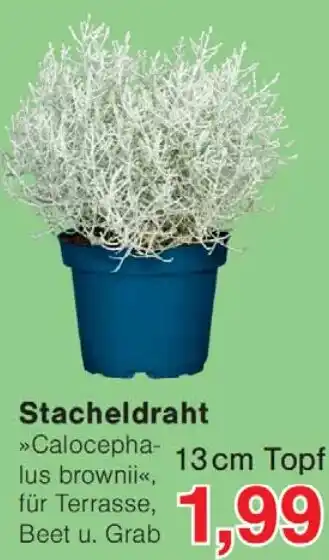 Wiglo Wunderland Stacheldraht Angebot