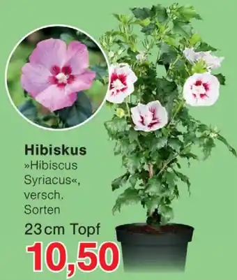 Wiglo Wunderland Hibiskus Angebot