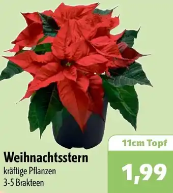 Aktiv Irma Weihnachtsstern Angebot