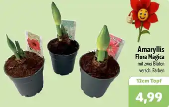 Aktiv Irma Amaryllis Flora Magica Angebot