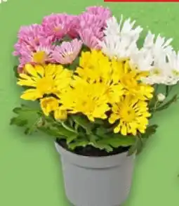 Kaufland Chrysanthemen Angebot