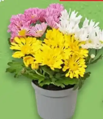 Kaufland Chrysanthemen Angebot