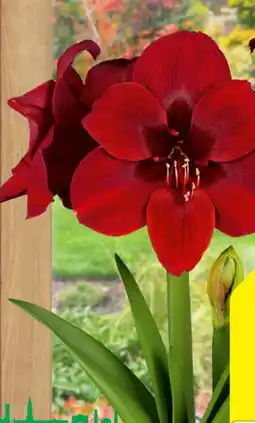 Hagebau Amarylis Ritterstern Angebot