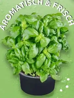 Kaufland XXL-Basilikum Angebot