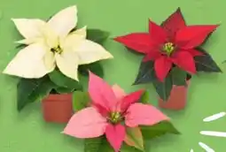 Kaufland Mini-Weihnachtsstern Pflanze Angebot