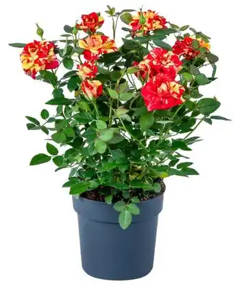 Kaufland Zweifarbige Rosen Angebot