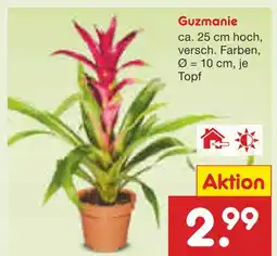 Netto Marken-Discount Guzmanie Angebot