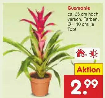 Netto Marken-Discount Guzmanie Angebot