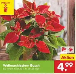 Netto Marken-Discount Weihnachtsstern busch Angebot