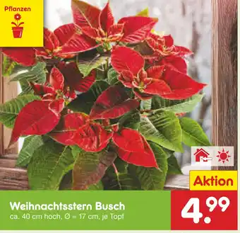 Netto Marken-Discount Weihnachtsstern busch Angebot