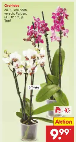 Netto Marken-Discount Orchidee Angebot
