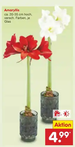 Netto Marken-Discount Amaryllis Angebot