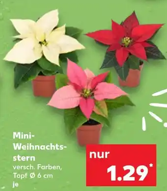 Kaufland Mini-weihnachtsstern weiß Angebot