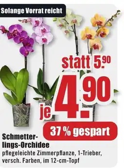 B1 Discount Baumarkt Schmetterlings-Orchidee Angebot