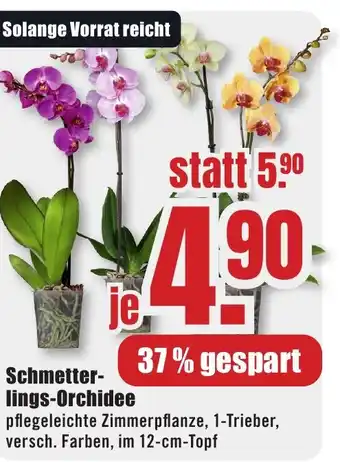 B1 Discount Baumarkt Schmetterlings-Orchidee Angebot