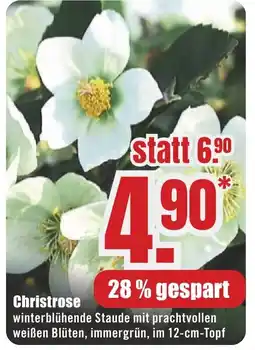 B1 Discount Baumarkt Christrose Angebot