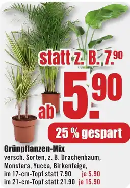 B1 Discount Baumarkt Grünpflanzen-Mix Angebot