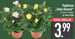 E-Center Topfrose ,,Dolc Amore" Angebot