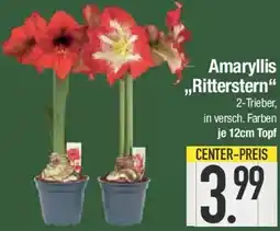 E-Center Amaryllis ,,Ritterstern" Angebot