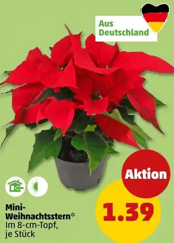 PENNY Mini- Weihnachtsstern Angebot
