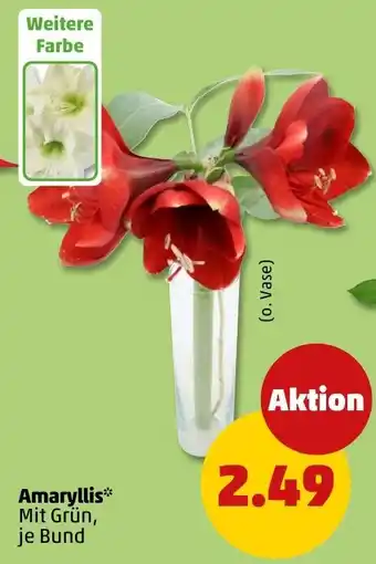 PENNY Amaryllis Angebot