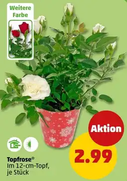 PENNY Topfrose Angebot