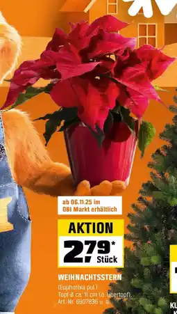 OBI WEIHNACHTSSTERN (Euphorbia pul.) Angebot