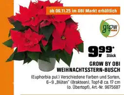 OBI WEIHNACHTSSTERN-BUSCH (Euphorbia pul.) Angebot