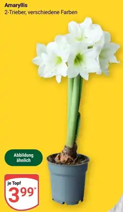 Globus Amaryllis Angebot
