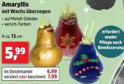 Thomas Philipps Amaryllis mit Wachs überzogen Angebot