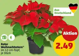 PENNY Roter Weihnachtsstern Angebot