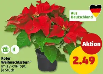PENNY Roter Weihnachtsstern Angebot